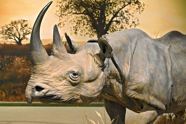 Black Rhinoceros – Carnegie Museum of Natural History, Pittsburgh, Pennsylvania