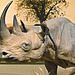 Black Rhinoceros – Carnegie Museum of Natural History, Pittsburgh, Pennsylvania