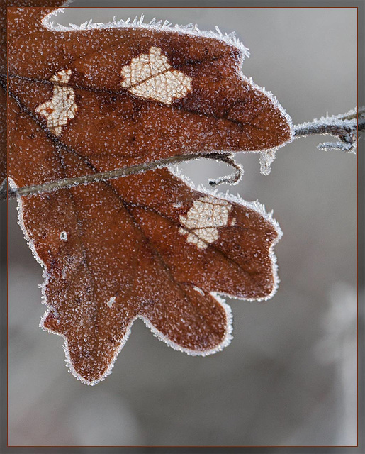 Sugar-Frosted Leaf Detail