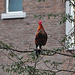 Rooster in a tree