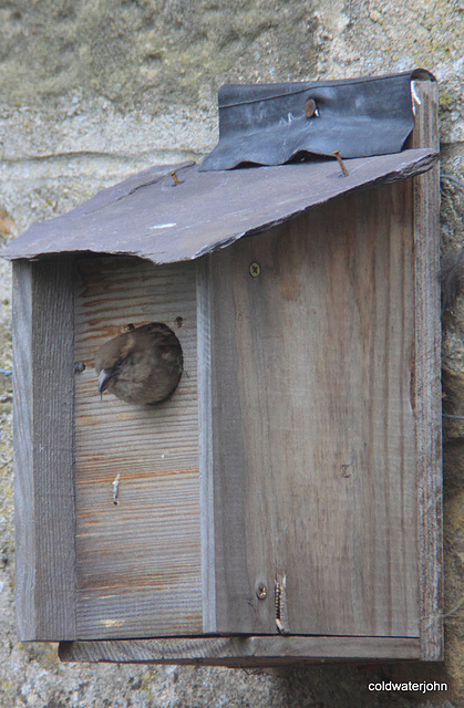 How many birds do you know who live in a house with a Ballachulish slate roof?