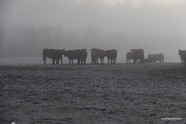 Cattle in the mist 4024958187 o