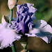 Iris In reverse - Amoena inversé