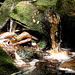 Peat coloured stream 3