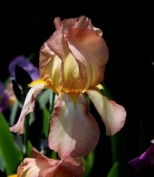 Iris ancien