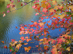 Autumn Leaves in Alabama