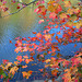 Autumn Leaves in Alabama