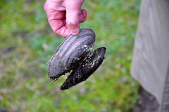 The shell of a freshwater mussel
