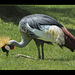 San Francisco Zoo: East African Crowned Crane