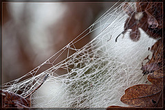 Frosty Webs