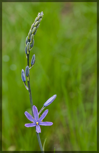 Great Camas: the 83rd Flower of Spring!