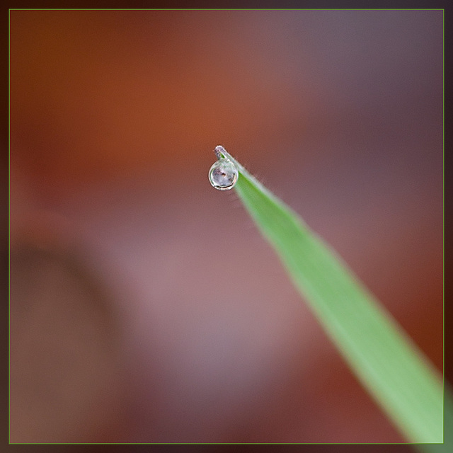 Tiny Water Pearl on Blade of Grass