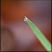 Tiny Water Pearl on Blade of Grass