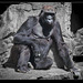 San Francisco Zoo: Gorilla Relaxing in the Afternoon Sunshine