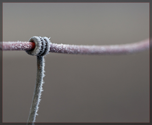 Wrapped Wire Touched by Frost