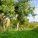 Apfelbäume und Sonnenblumen DSC02474