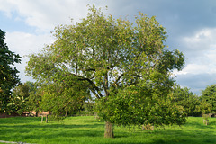 Apfelbaum DSC02470