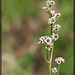 Grassland Saxifrage: The 82nd Flower of Spring and Summer!