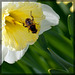 Flowerfly on Daffodil