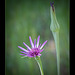 Purple Goatsbeard Blossom & Bud (1 more pic below)