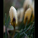 Crocus Bud with Droplets of Melted Frost