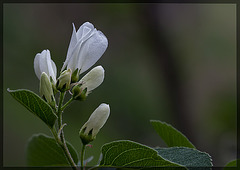 Western Serviceberry: the 81st Flower of Spring & Summer!