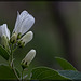 Western Serviceberry: the 81st Flower of Spring & Summer!