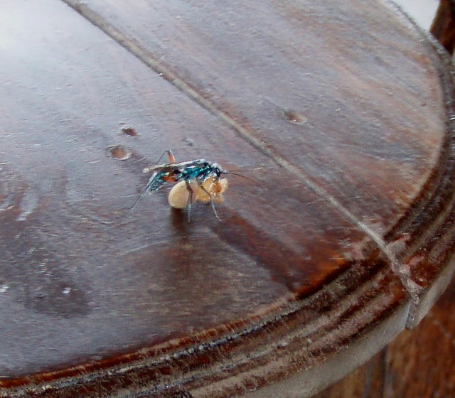big blue wasp closer