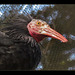 San Francisco Zoo: Waldrapp Ibis
