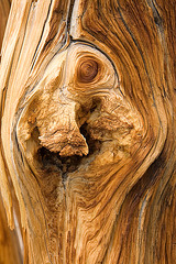 Tree Texture IV