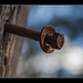 Rusty Bolt & Washer (two more pictures below! :)