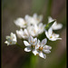 Beautiful Allium Blossoms [Explore]