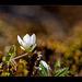 Spring Sandwort: An Extreme Cleanup! (2 images below)