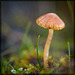 Tiny Mushroom