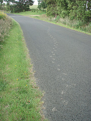 wombat tracks