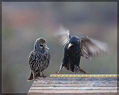 European Starlings: Look What I Can Do!