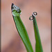 Tiny Crystal Pearls on Blades of Grass