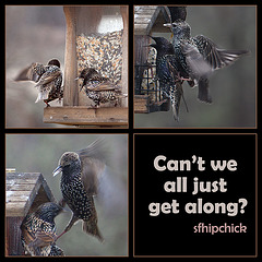 European Starlings: Can't We All Just Get Along?