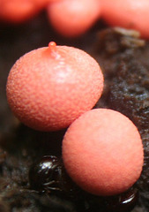 Orange Fungi Closeup