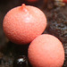 Orange Fungi Closeup