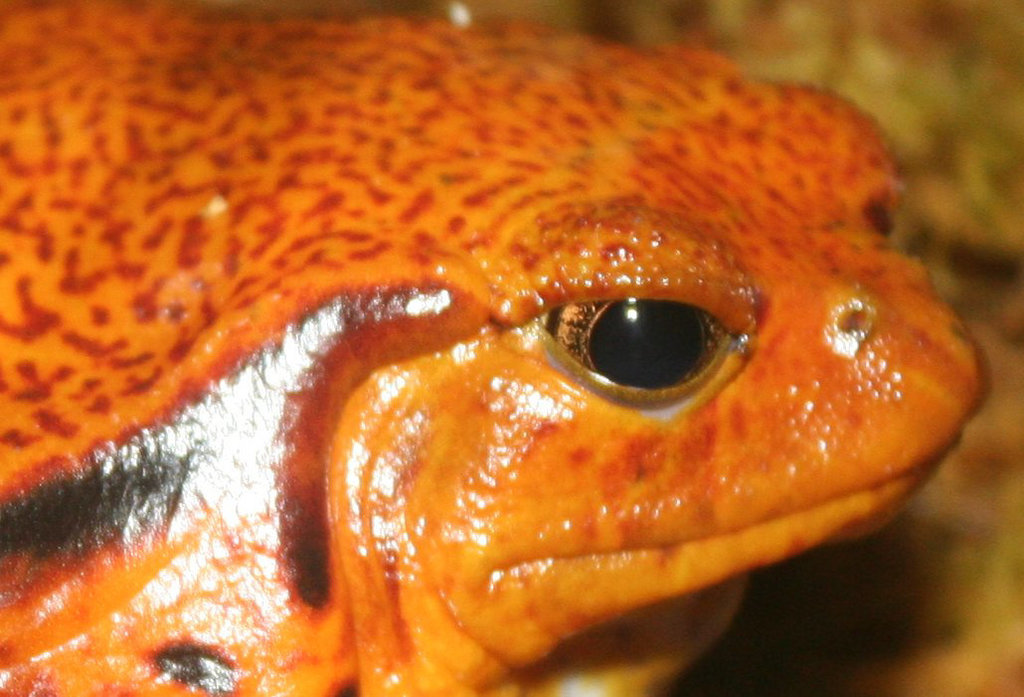 Orange Frog Closeup