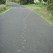 wombat tracks