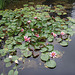 waterlillies on our pond