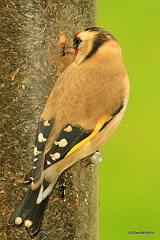 Goldfinch feedin on Niger