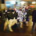 Nightly procession...with a cow