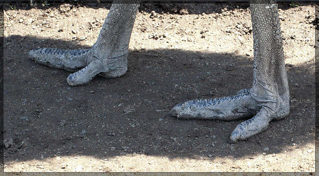 Dinosaur Feet!