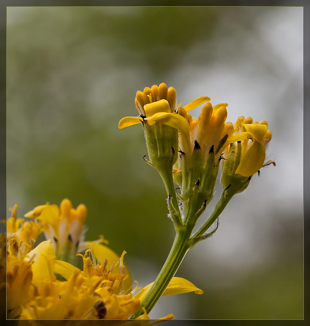 Tall Western Groundsel: the 77th Flower of Spring & Summer!