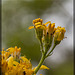 Tall Western Groundsel: the 77th Flower of Spring & Summer!