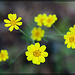 Oregon Sunshine: the 78th Flower of Spring & Summer!