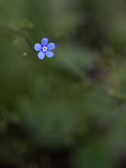 1-10 Project: 5 Blue Petals in a Sea of Green